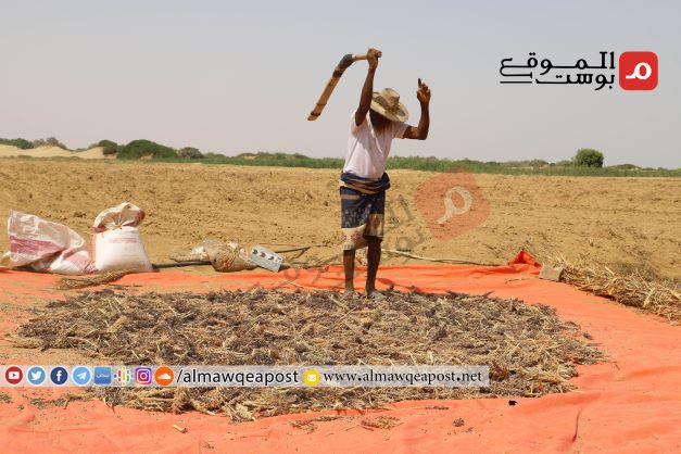 الحصاد السنوي للحبوب في حجة ينصدم بعدم وجود أسواق للبيع