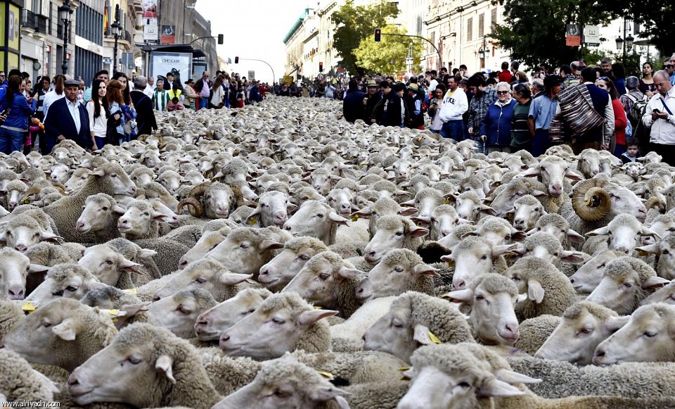 الخرفان تعبر مدريد