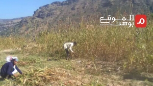 الحصاد في ريف تعز .. عُرس الخير ومهاجل سنوية خالدة (تقرير)