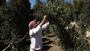 دراسة حديثة تشير لنتائج خطرة: 81% من طلاب الثانوية بصنعاء يتعاطون "القات"