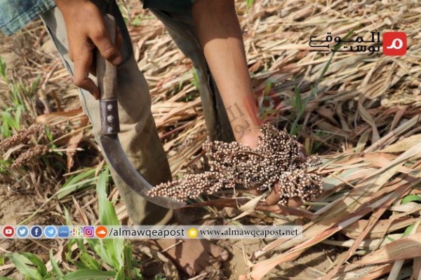 الحصار وانعدام الأسواق يكدس المحاصيل الزراعية في سلة غذاء اليمن (تقرير مصور)