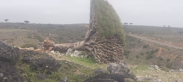 مناشدات في سقطرى للتدخل العاجل ومنع تزايد عملية تساقط وموت شجرة 