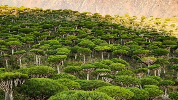 بتكلفة 16 مليون دولار.. 