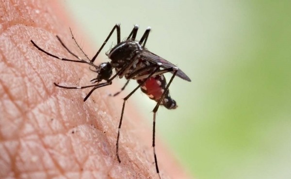 تعز.. تسجيل 780 إصابة ملاريا منذ مطلع العام الجاري