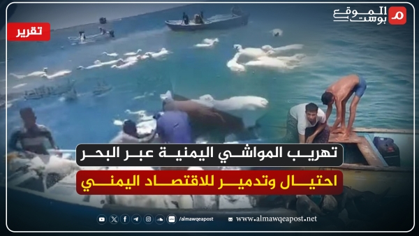 اللحوم المهربة .. مواشي اليمن هدفا للتهريب بحرا إلى جيبوتي ثم السعودية بكميات مهولة ومسارات متعددة (تقرير خاص)