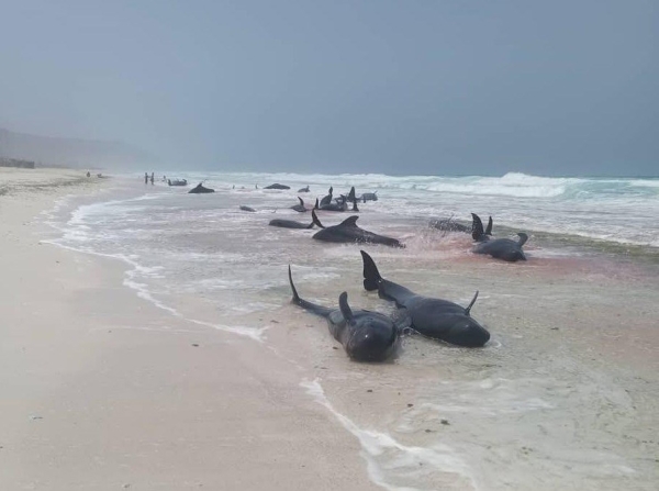 الثروة السمكية توجه بالتحقيق في نفوق العشرات من الدلافين بسقطرى