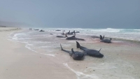 نفوق عشرات الدلافين على شواطئ سقطرى.. ظاهرة طبيعية أم أنشطة مشبوهة؟ (تقرير)